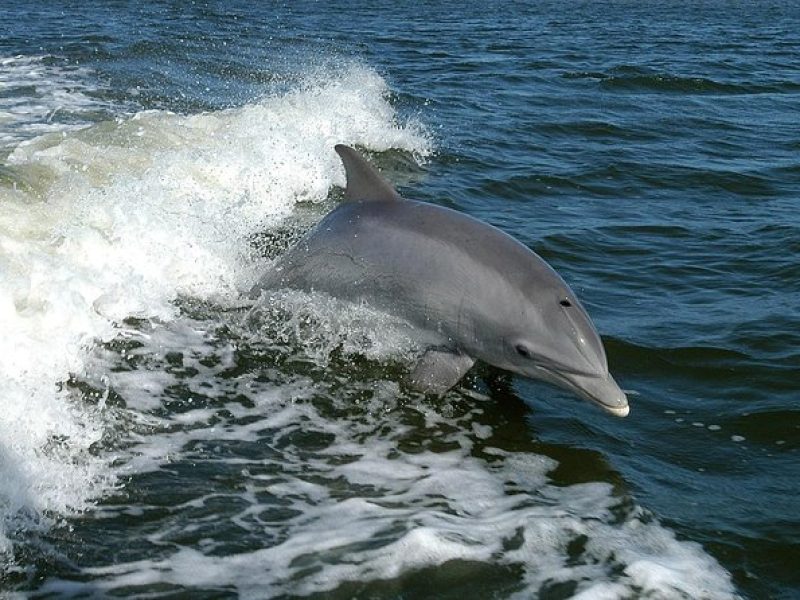 4 Hour Eco-Tour and sandbar adventure.