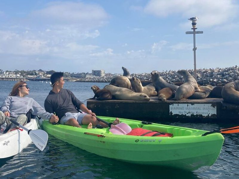 Kayaking with Sea Lions in a Calm Beautiful Harbor