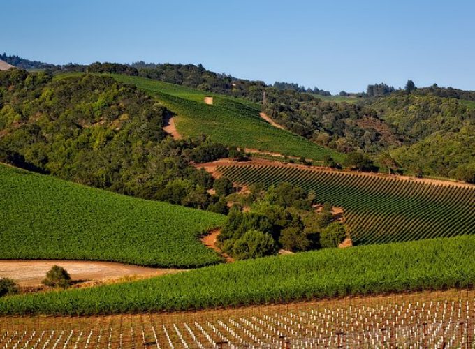 Napa Valley Wine Tasting Tour 6 to 8 Hours max 14 passenger