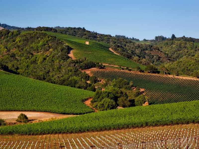 Napa Valley Wine Tasting Tour 6 to 8 Hours max 14 passenger