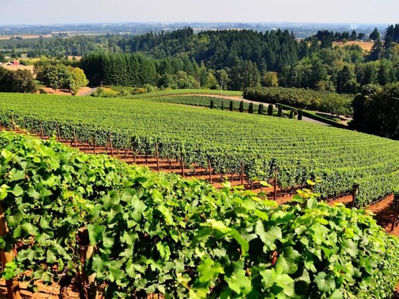 Amador County Wine Tasting Tours max 14 pax Private Wine Tours