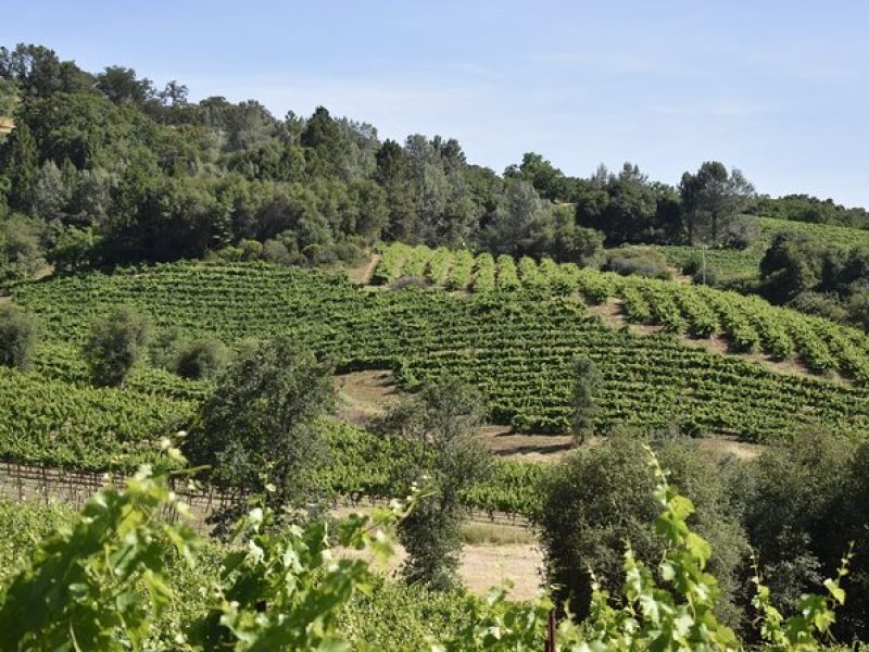 Apple Hill Wine Tasting Tours And Placerville wine tasting tours