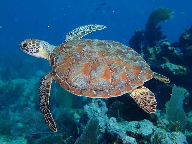 Coral Reef Half Day Snorkel Trip