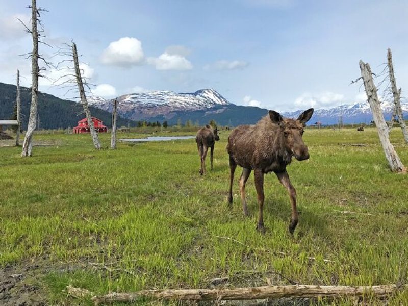 Anchorage to Seward Wildlife Adventure