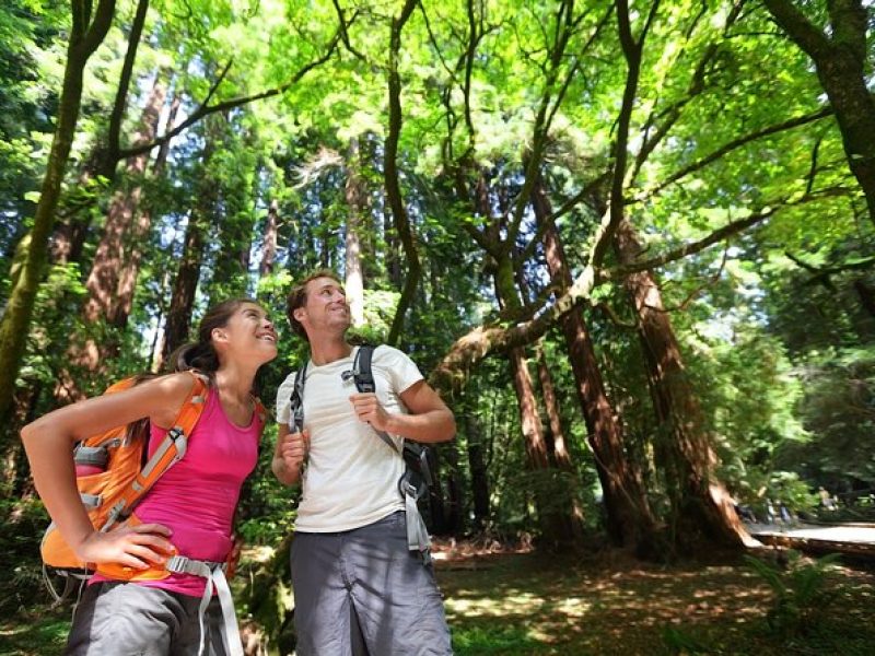 Redwood Retreat: Tour to Muir Woods from San Francisco