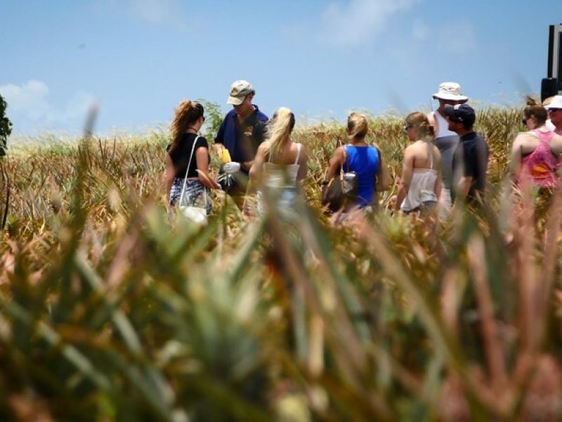 Maui Pineapple Farm Tour in Haliimaile