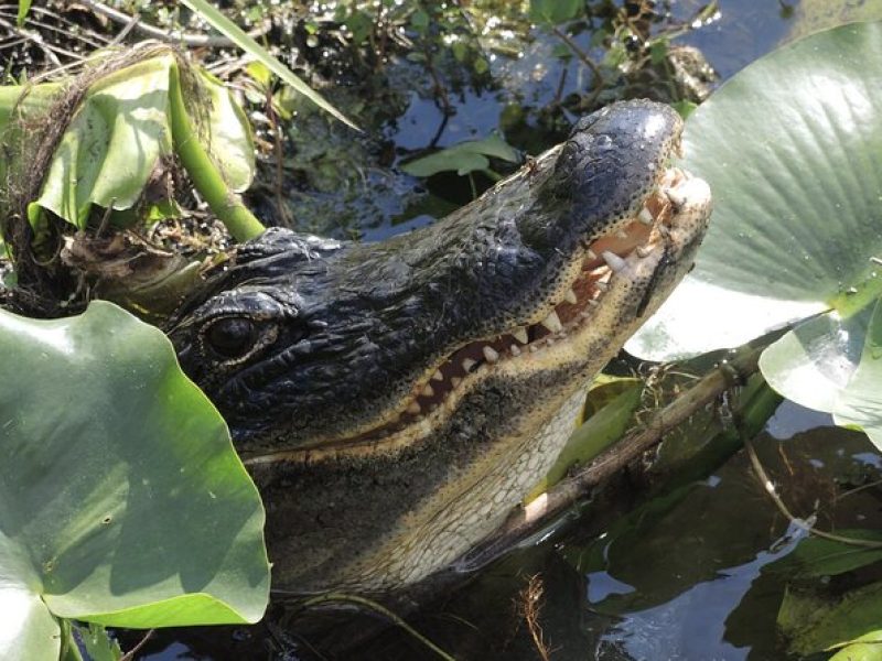 Private River Of Grass Everglades Airboat Adventure