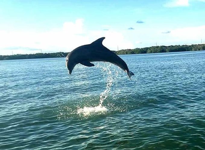 Key Largo Mangrove Private Eco-Tours