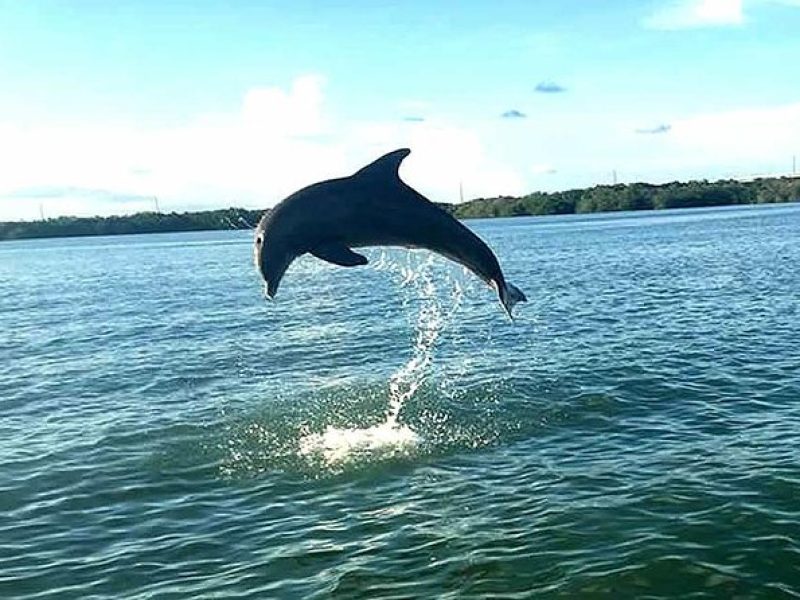 Key Largo Mangrove Private Eco-Tours