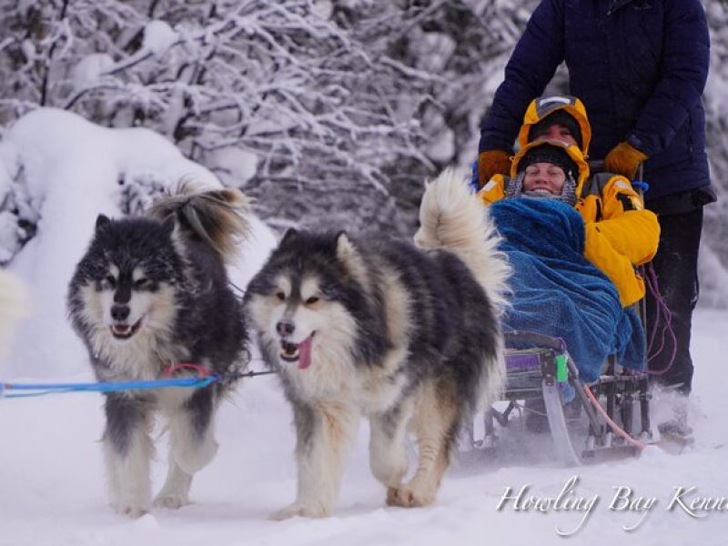 Dog Sled Adventure