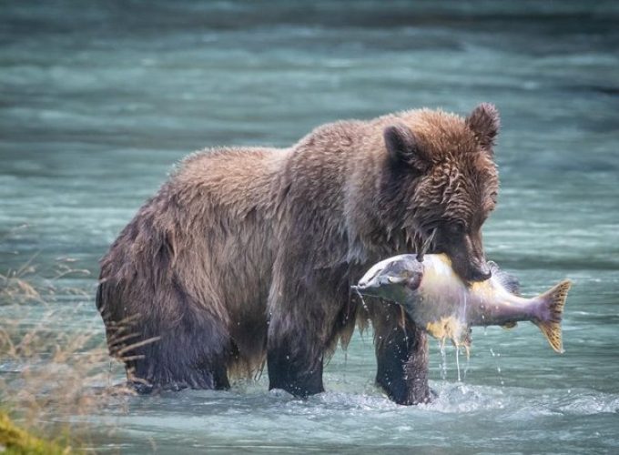 Focus on Haines Private Nature / Photography tour