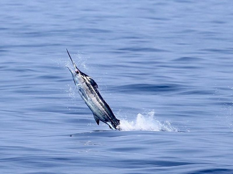 Full Day Sportsman/Enthusiast Charter