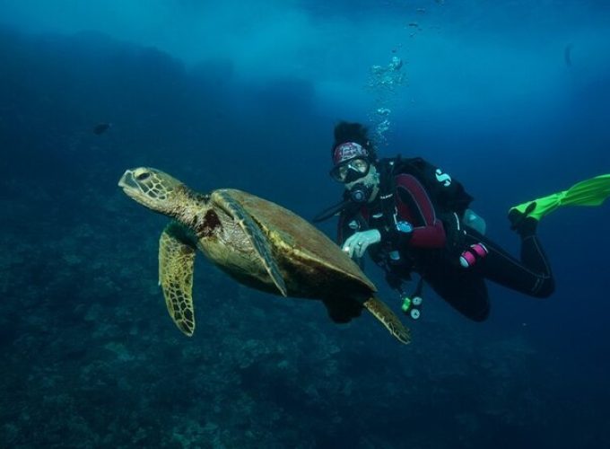 2 Tank Maui Turtle Scuba Dive (Boat) + Snorkelers Welcome!