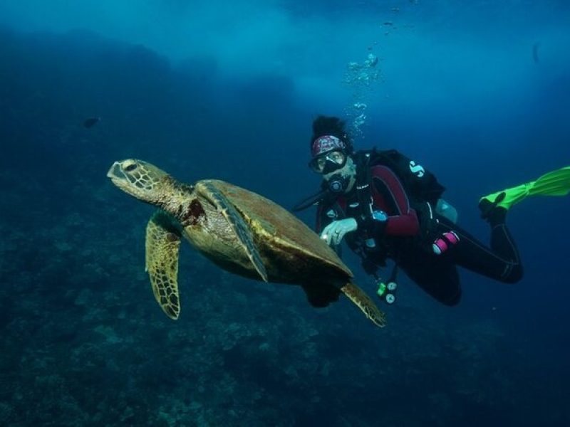 2 Tank Maui Turtle Scuba Dive (Boat) + Snorkelers Welcome!