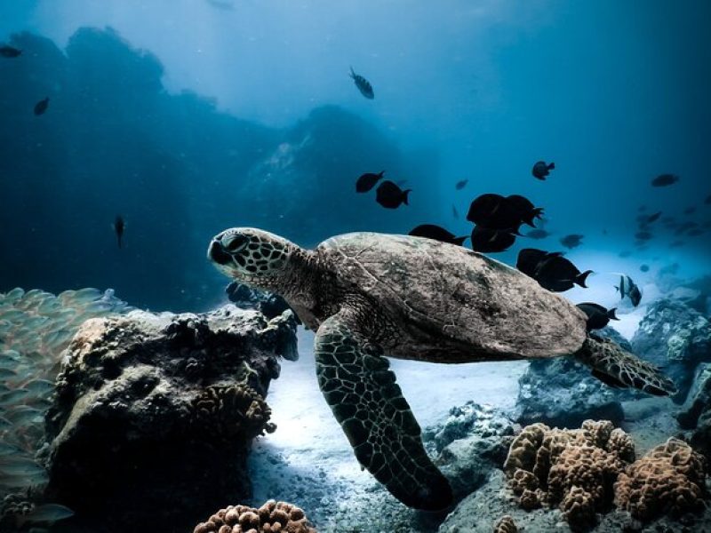 Night-Time Snorkel at TurtleTown with Stars, Lights, and Photos