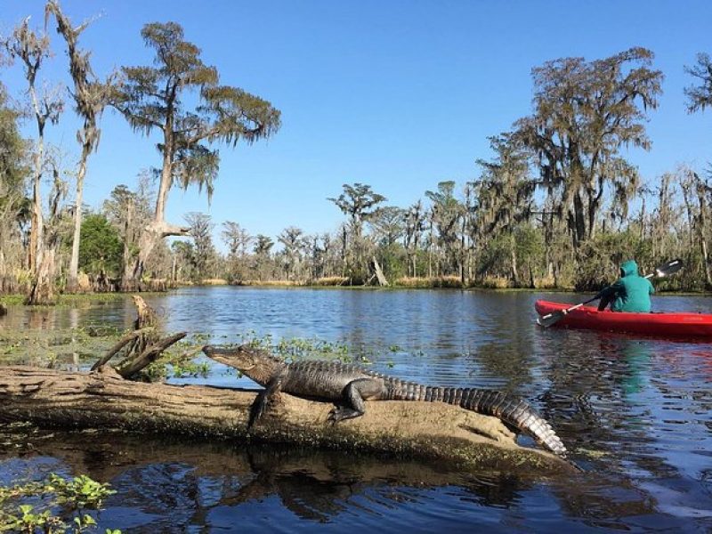 Whitney Plantation and Manchac Swamp Kayak Tour Combo