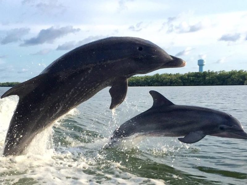 2 HR Dolphin Tour for 7 people