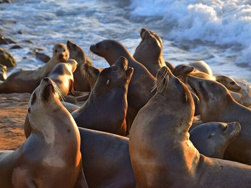 1.5 Hour Walking Tour from La Jolla in San Diego