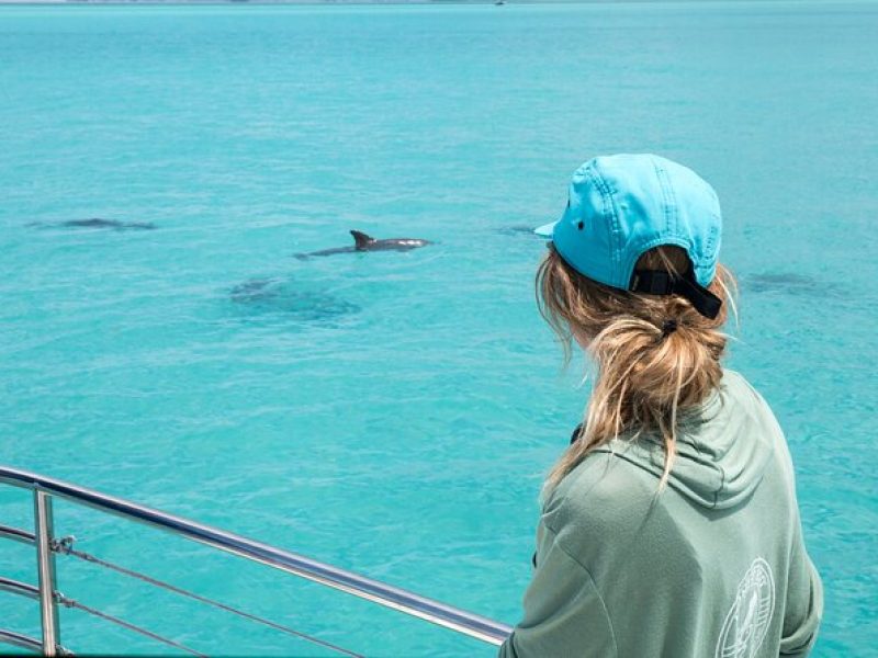 Biologist Owned & Operated: Dolphin Watching & Guided Snorkeling