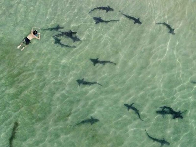 La Jolla Snorkel with the Leopard Sharks