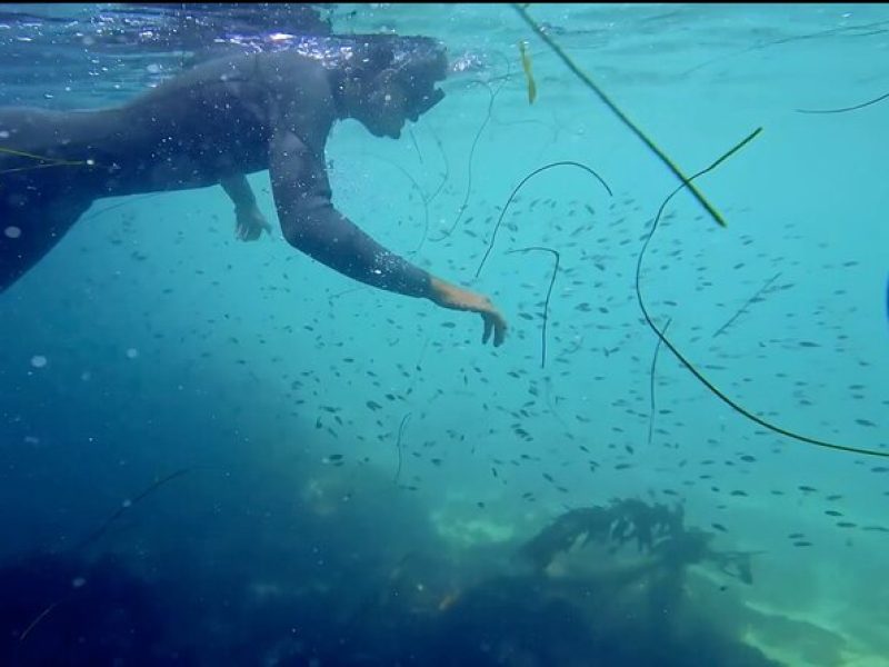 La Jolla Kayak and Snorkel Tour