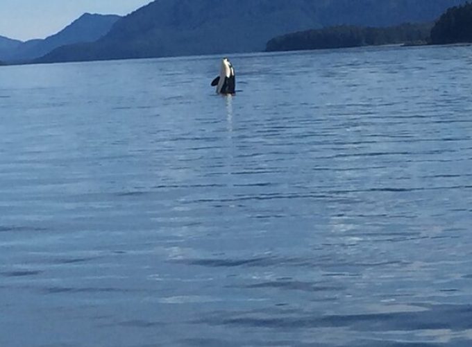 Fishing Whale Watching Hoonah Alaska