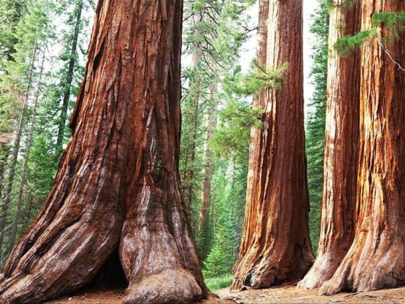 Sequoia Park Private Tour