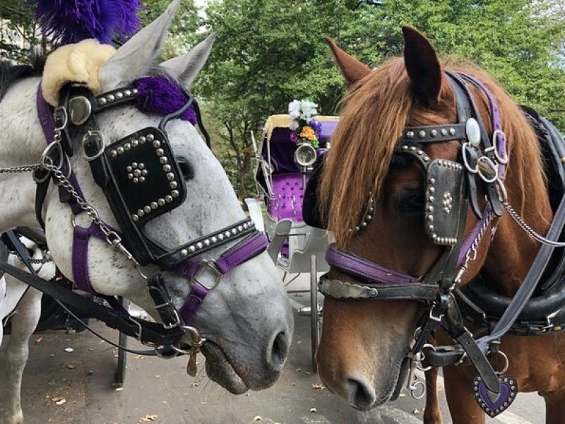 Private Christmas Lights Horse Carriage Tour In New York City