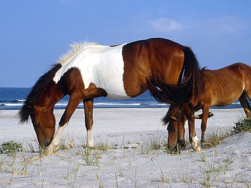 Assateague Island Cruise Departs from Ocean Pines