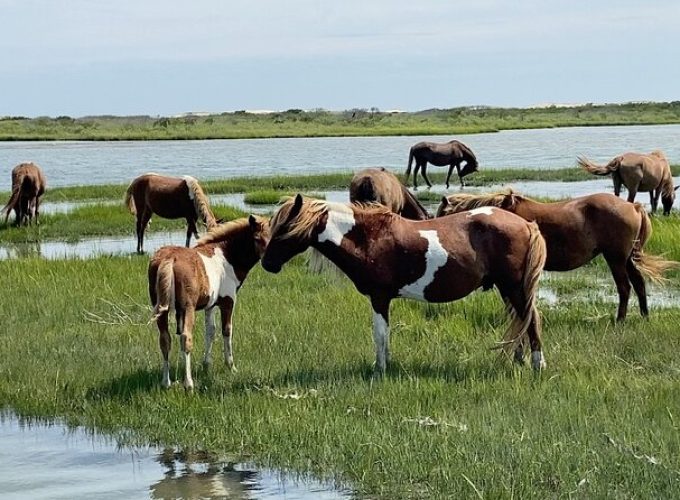 OC Bay Hopper in Assateague Swimming Cruise