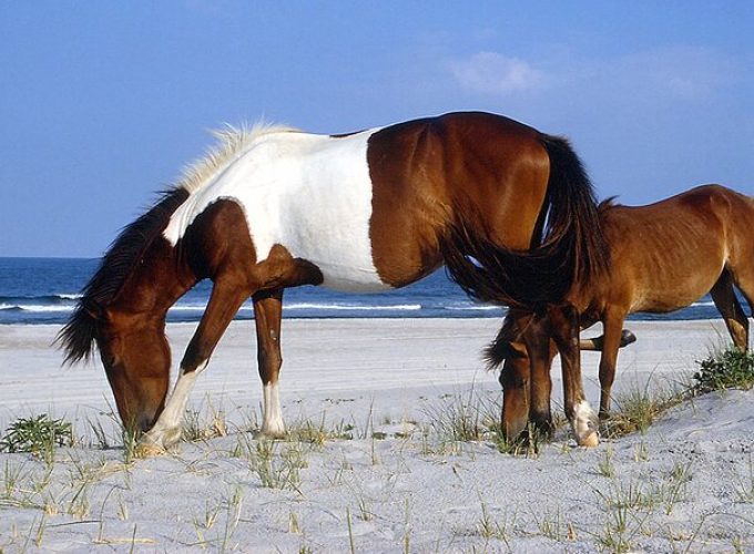 Assateague Horses, Herons and Happy Hour Cruise