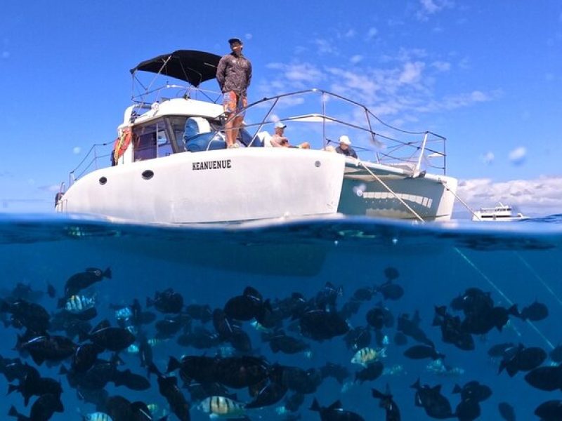 Small Group Turtle Canyon Snorkel in Waikiki