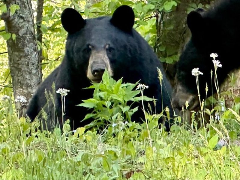 Private Boutique Blue Ridge Parkway Full Day Tour