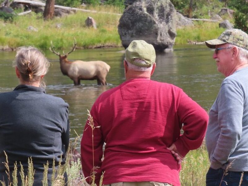 Upper Loop Tour and Lamar Valley from West Yellowstone with Lunch