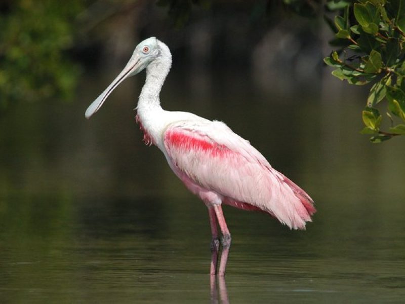 Small-Group Everglades Boating Kayaking and Walking Eco Tour