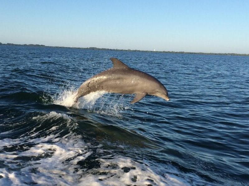 Dolphin Watching Nature Cruise and Eco Tour from Hubbard's Marina in John's Pass