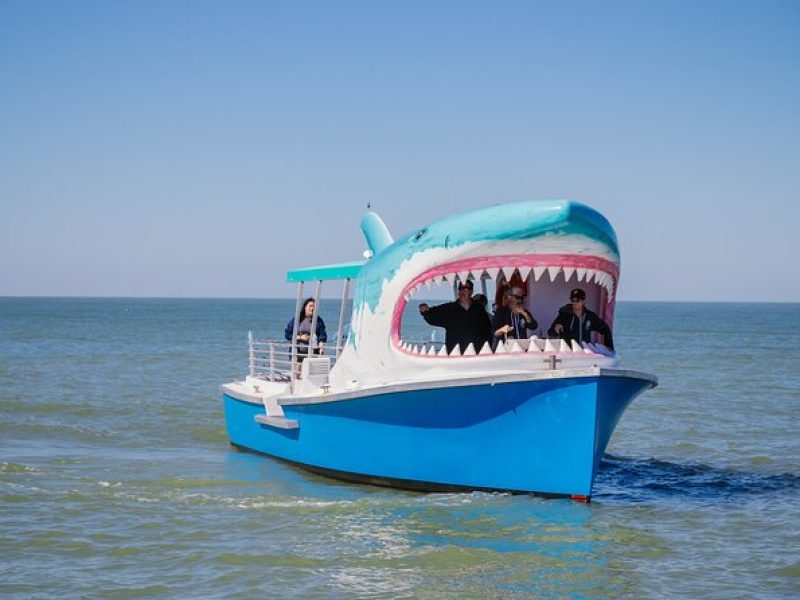 1-hour Dolphin Sightseeing Adventure Cruise from Madeira Beach