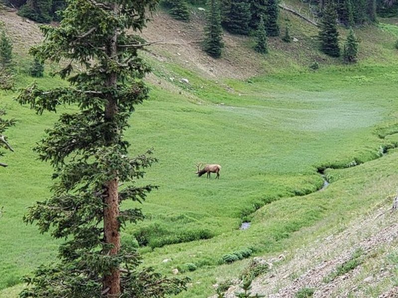 Private and Personalized Three Hour Morning Tour of Rocky Mountain National Park