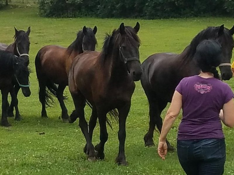 Friesian Herd Tours, Workshops, Classes and Retreats in the Kettle Moraine area.