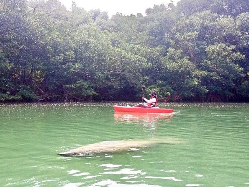 Manatee Season Guided Paddle Tour from Virginia Key