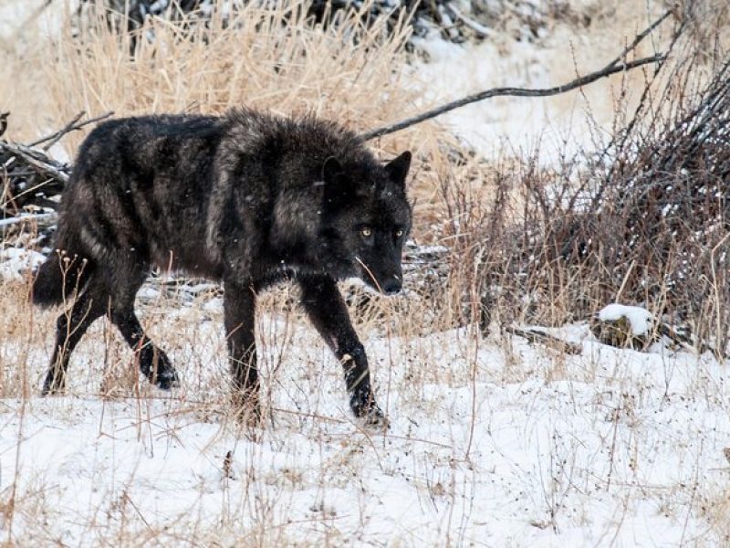 Wildlife & Wolf Private Tour with Lunch