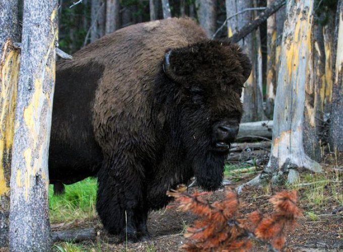 Yellowstone Private Upper Loop Tour with Lunch