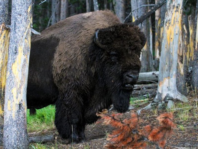 Yellowstone Private Upper Loop Tour with Lunch