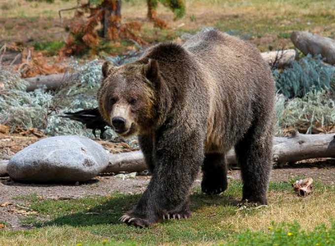 Private Yellowstone National Park Sightseeing Tour with Lunch