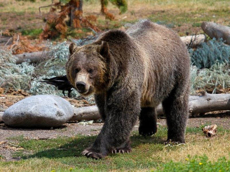 Private Yellowstone National Park Sightseeing Tour with Lunch