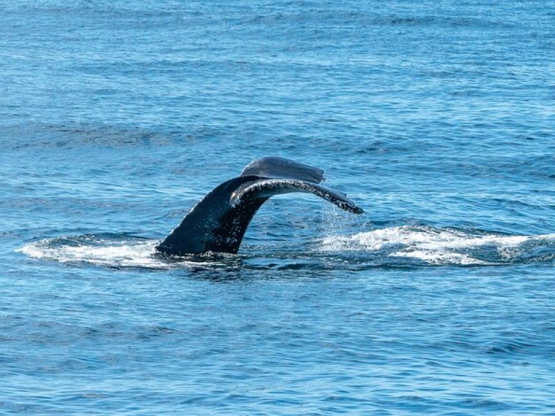 San Diego Whale and Dolphin Watching Adventure