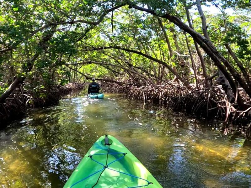 Pedal Kayak Mangrove Tunnel Tour in Bradenton