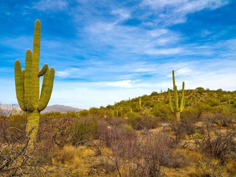 Saguaro NP and Mt. Lemmon Self Guided Driving Audio Tour Bundle