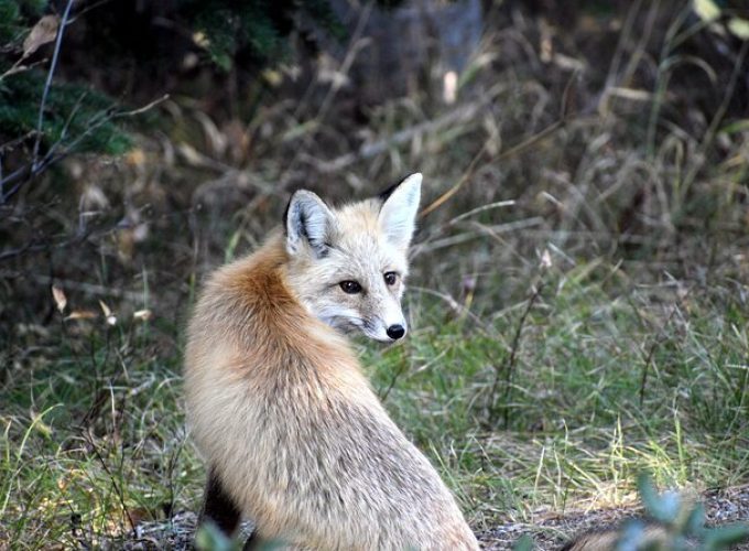 Roam Summer Safari Tour Out of West Yellowstone