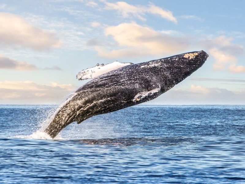 Kohola (whale) Watching Excursion